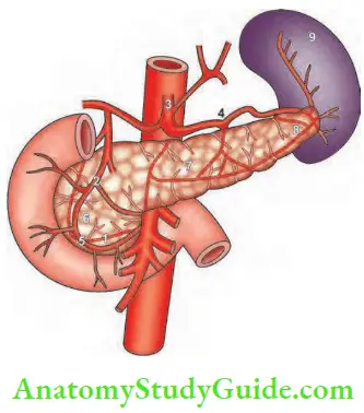 Pancreas Clinical Features, Principles Of Investigation - Anatomy Study ...