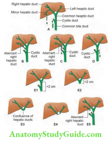 Pancreas Clinical Features, Principles Of Investigation - Anatomy Study ...