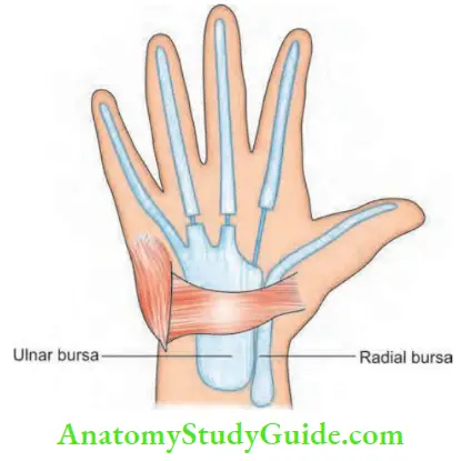 Hand Foot Infections And Tendon Transfer Flexor Tendon Sheath Arrangements