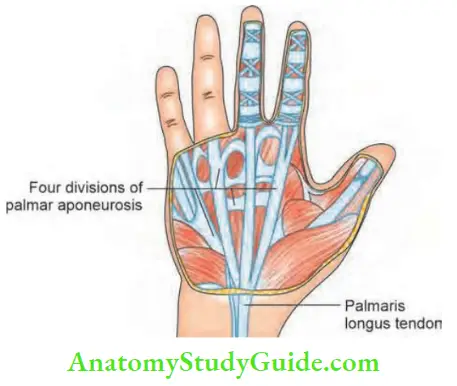 Hand Foot Infections And Tendon Transfer Three Web Spaces