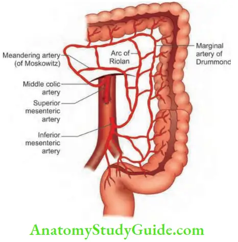 Intestinal Obstruction Interior Mesenteric Artery And Its Branches