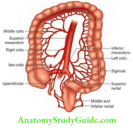 Intestinal Obstruction Superior mensenteric Artery And Its Branches