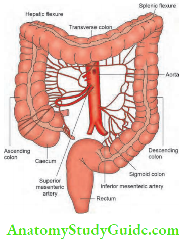 Large Intestine Anatomy Of The Colon And Parts