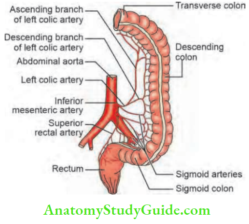 Large Intestine Arterial Supply Of Left Colon