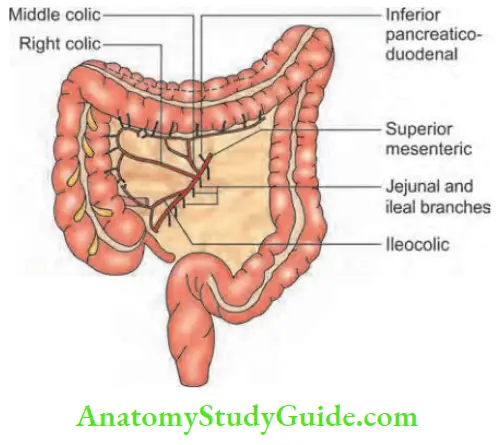 Large Intestine Blood Supply Of The Right Colon