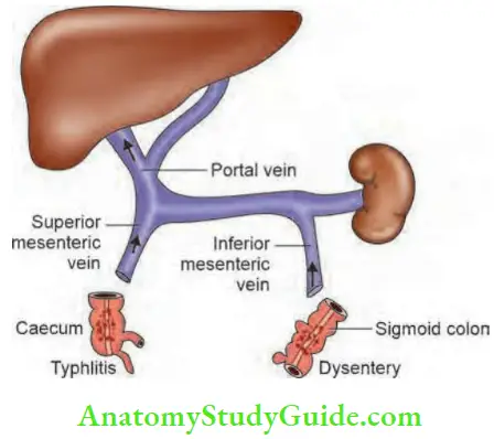 Liver Abscesses Types, Clinical Features, Investigations - Anatomy ...