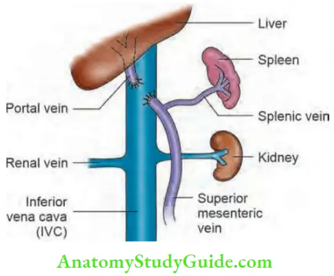 Pyogenic Liver Abscess Portal Hypertension of liver Notes - Anatomy ...