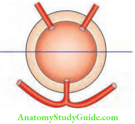 Rectum And Anal Canal Goodsalls Rule