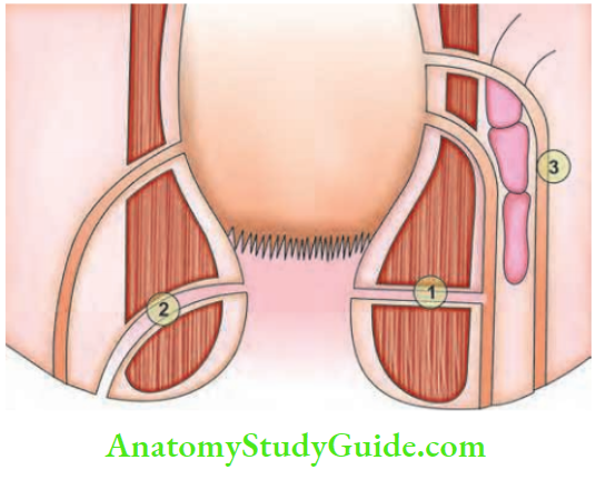 Rectum And Anal Canal Parks Classification