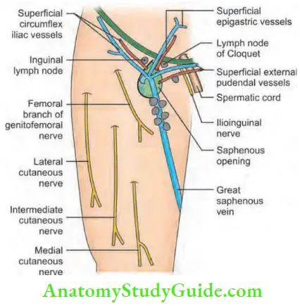 Skin Tumours Lymphatic Anatomy Of The Groin Region