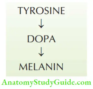 Skin Tumours Positive Dopa Reaction