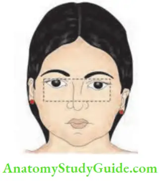Skin Tumours Sites Of Basal Cell Carcinoma