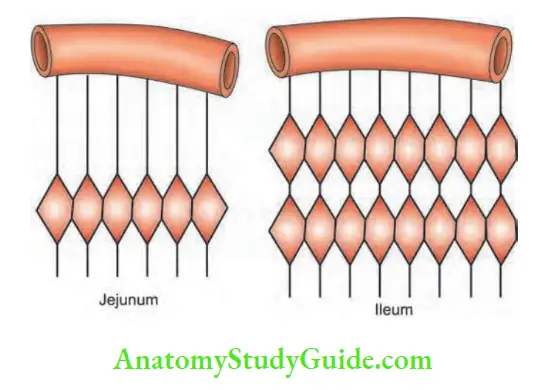 Small Intestine Blood supply jejunum and ileum
