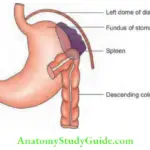Spleen Location Of The Spleen In Relation To The Fundus Of The Stomach And The Diaphragm