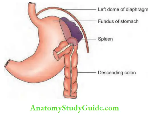 Spleen Location Of The Spleen In Relation To The Fundus Of The Stomach And The Diaphragm