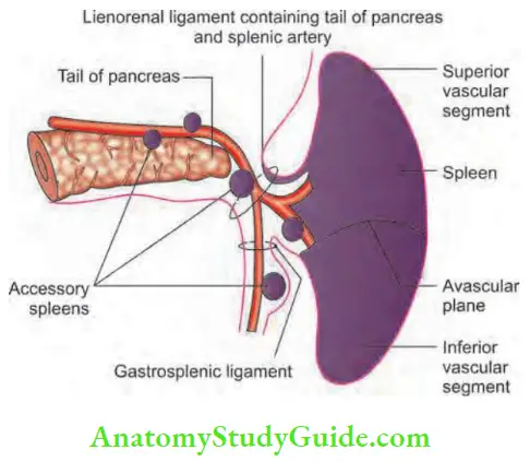 Spleen Peritoneal Ligaments Attached To The Spleen And Common Sites Of Accessory Spleen