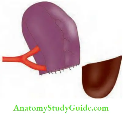 Spleen Splenorrhaphy