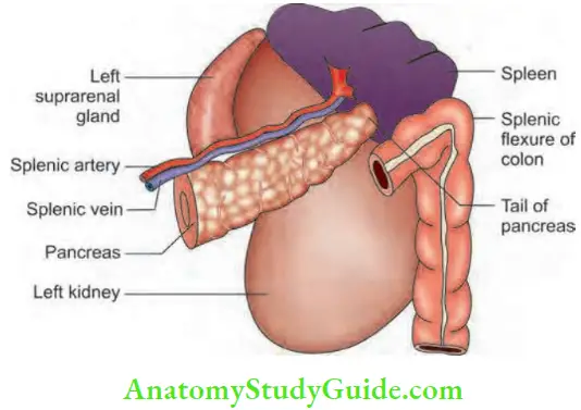 Spleen Visceral Relations Of The Spleen