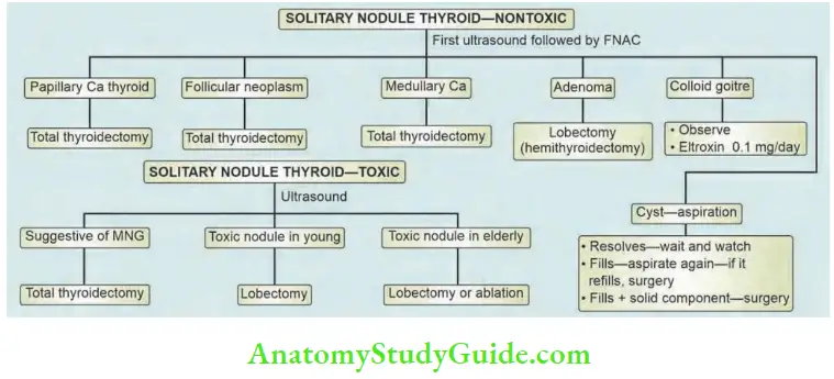 Thyroid Gland Algorithm Of Treatment Plan In Solitary Thyroid Nodule