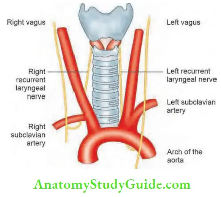 Thyroid Gland Course Of Recurrent Laryngeal Nerve And Origin