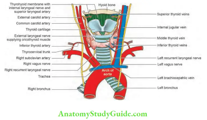Thyroid Gland Surgical Anatomy Of The Thyroid Gland