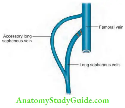 Varicose Veins And Deep Vein Thrombosis Accessory Long Saphenous Vein