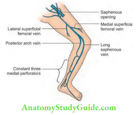 Varicose Veins And Chronic Deep Vein Thrombosis Definition Symptoms ...