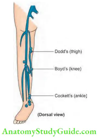 Varicose Veins And Deep Vein Thrombosis Perforators