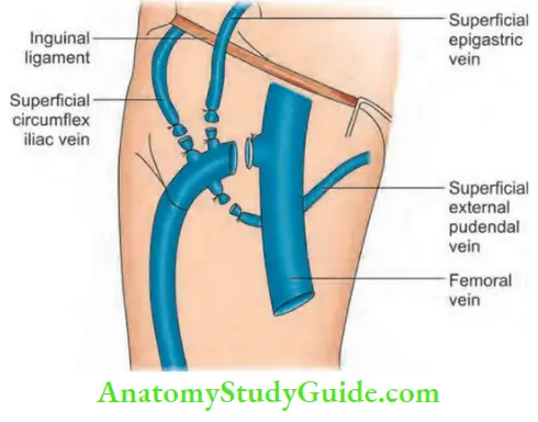 Varicose Veins And Deep Vein Thrombosis Trendelenburg Operation. Long Saphenous Vein Shoulder Never Be Ligated In The Groin Unless You Demonstrate T Junction