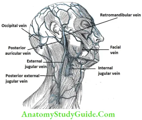 Arterial supply of scalp