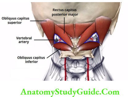 Back-of-neck-Contents-of-sub occipital-triangle