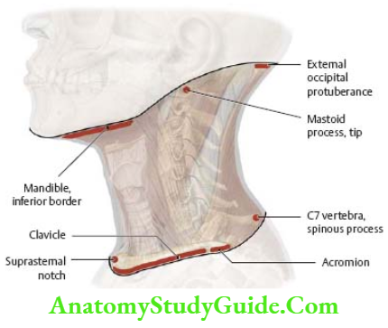 Back-of-the-neck-Lateral-view-of-atlas