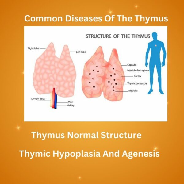 Thymus Gland Structure, Functions Anatomy Study Guide