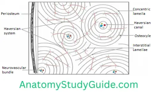 General Anatomy Bone Compact Bone