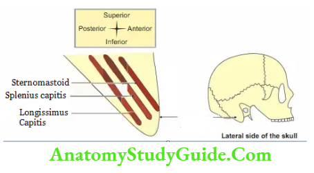 Muscles attached to the right mastoid process