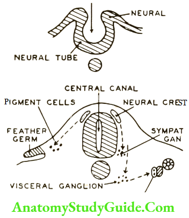 Nervous System - Neural crest