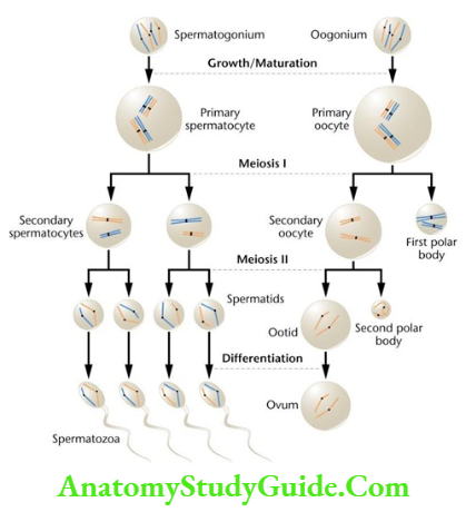 Spermatogenesis Stages In Oogenesis