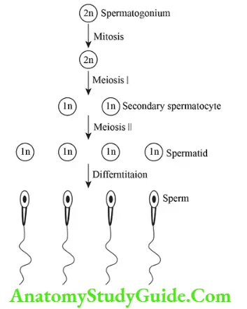 Spermatogenesis Stages in spermatogenesis