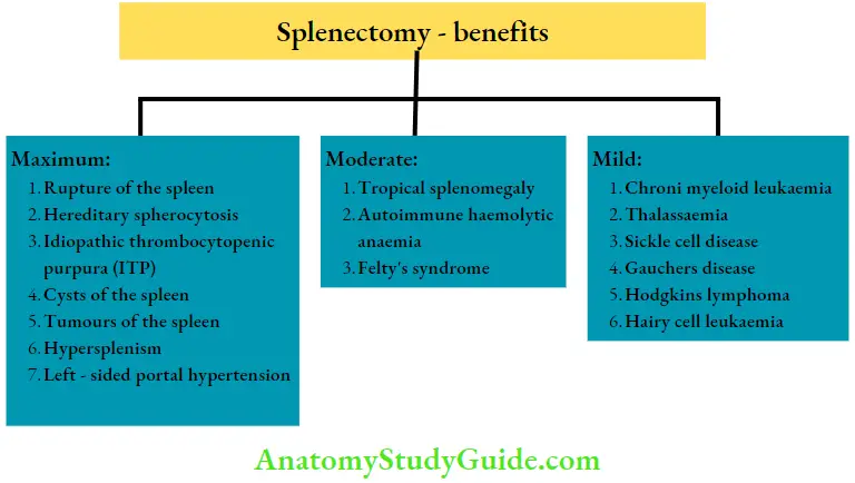 Spleen Benefits Of Splenectomy