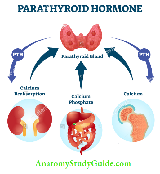 The Endocrine System Role of parathormone in regulating calcium metabolism in the body.