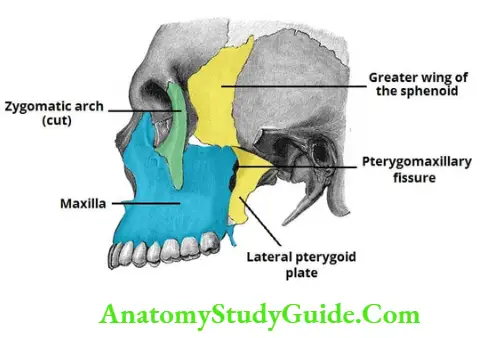 emporal and Infratemporal Regions Lateral pterygoid muscle showing three parts of maxillary artery