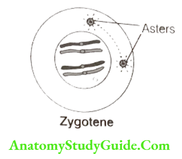 Cell division Zygotene
