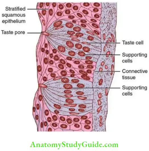 Taste Sensation Gustation taste bud slope of the circumvallate papillae