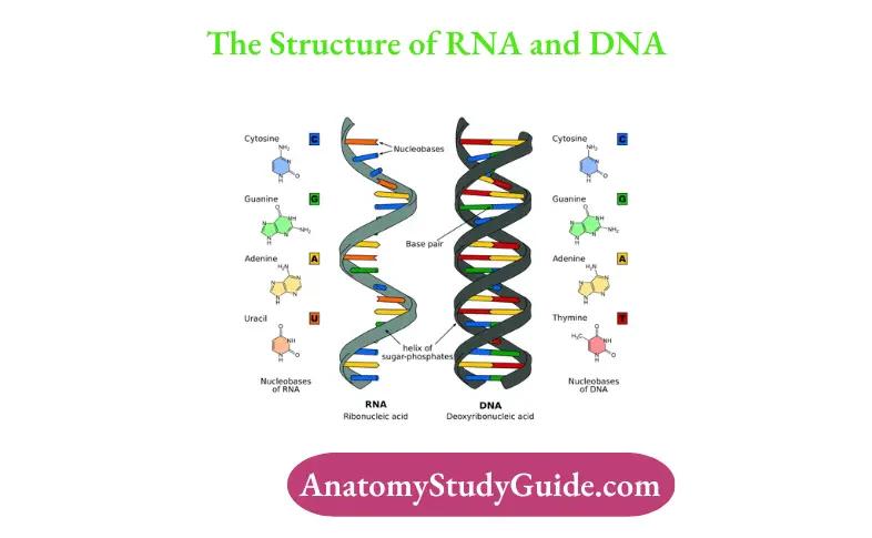 The Structure of RNA and DNA