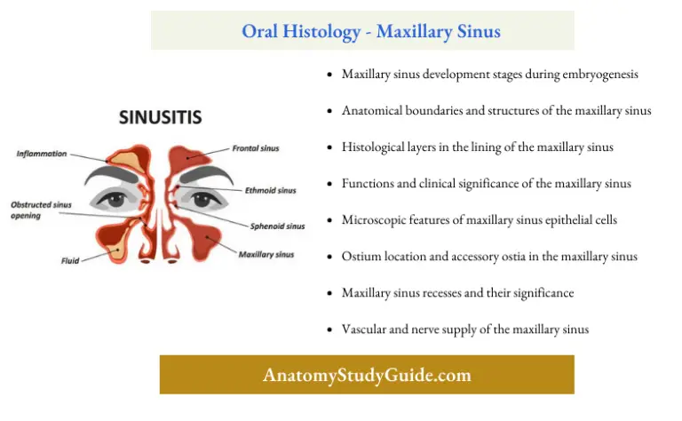 Histology Of Maxillary Sinus Notes - Anatomy Study Guide