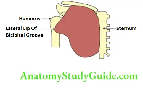 Bones Of The Upper Limb Sternum Abd Right Humerus Showing Attachments Of Pectoralis Major