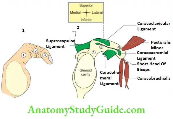 Bones Of The Upper Limb The Muscles Attached To The Finger-Shaped Right Coracoid Process