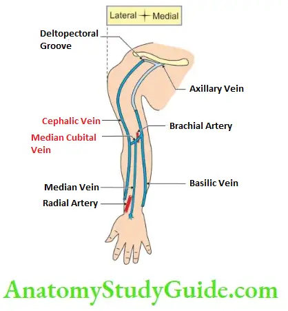 Cutaneous Nerves Superficial Veins And Lymphatic Drainage Course, Relations And Terminations Of Cephalic Vein