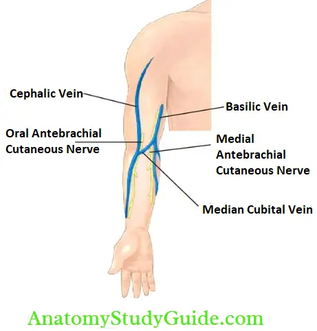Cutaneous Nerves Superficial Veins And Lymphatic Drainage Origin And Formation Of Cephalic Vein