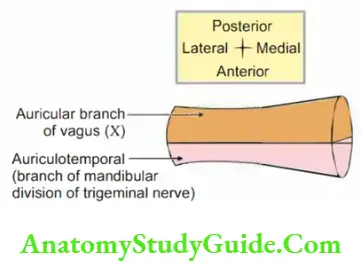 Ear Nerve supply of external auditory canal (meatus)
